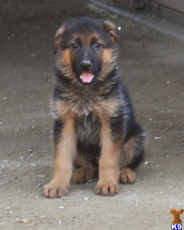 Puppies in Perris